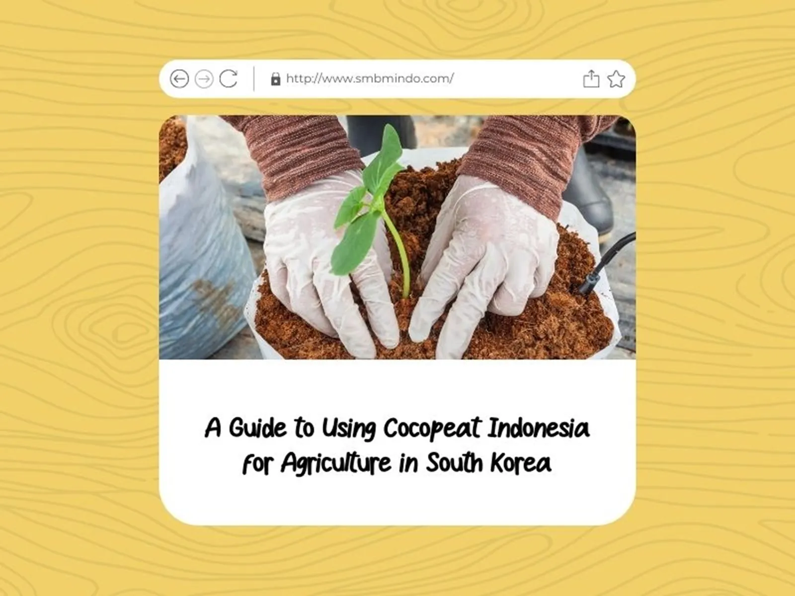 A Guide to Using Cocopeat Indonesia for Agriculture in South Korea