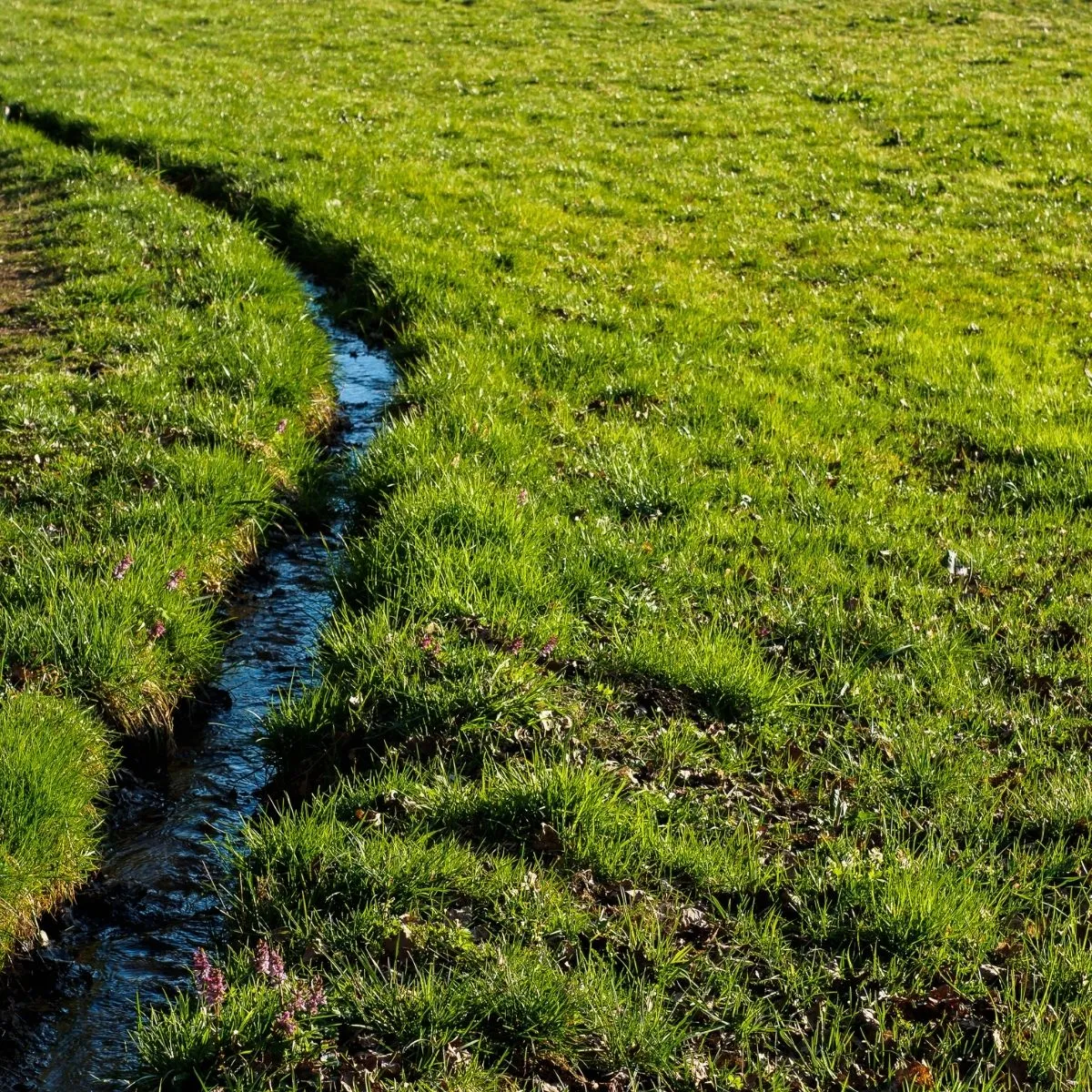 3. Maintain Proper Drainage