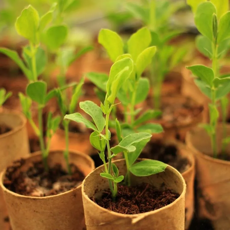 What are the benefits of Coco peat?