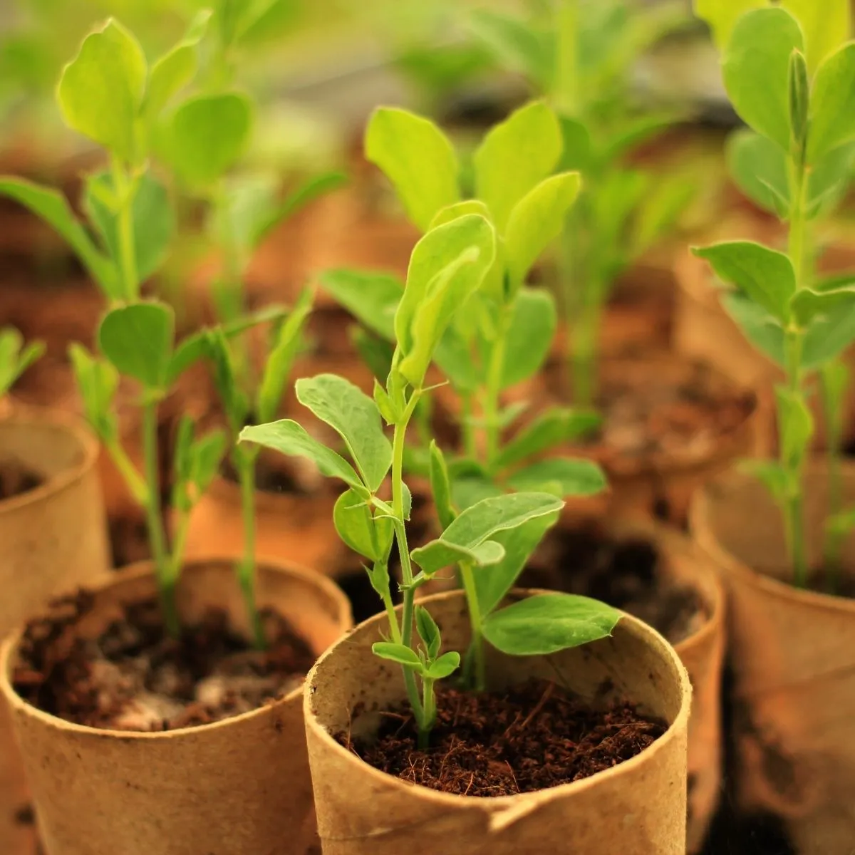 What are the benefits of Coco peat?