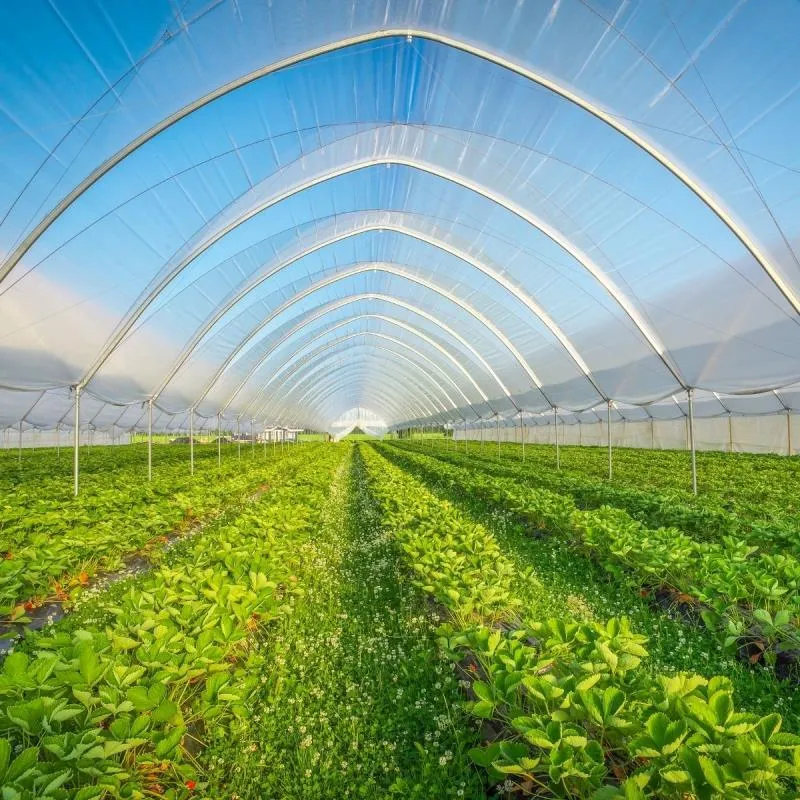 Coco Peat Utilization for Specific Crops in Japan